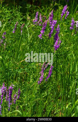 Fragile purple flowers background. Woolly or Fodder Vetch, Vicia villos, blossom in spring garden. Stock Photo