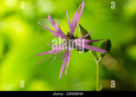Meadow flower Ragged Robin Lychnis flos-cuculi, close-up, blurred background. flower Ragged Robin Lychnis flos-cuculi. Nice soft pink Lychnis flos-cuc Stock Photo