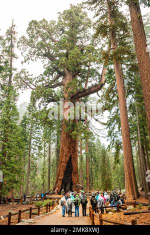 The Mariposa Grove of Giant Sequoia Trees in Yosemite National Park Stock Photo