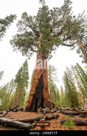 The Mariposa Grove of Giant Sequoia Trees in Yosemite National Park Stock Photo