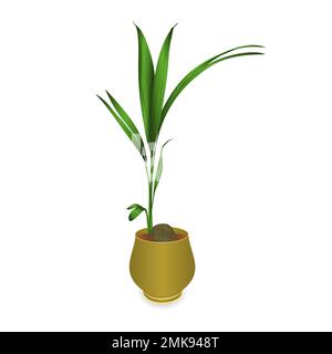 Tropical plant coconut palm in a pot on a white background vintage vector illustration  editable hand draw Stock Vector