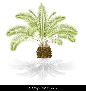 Tropical plant Palmae Phoenix canariensis date palm Arecaceae on a white background vintage vector illustration  editable hand draw Stock Vector