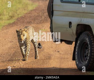 male leopard stalking another to fight over territory passing safari vehicle, Masai Mara National Park, Kenya Stock Photo