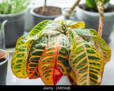 Colorful leaves of Codiaeum variegatum or fire croton. Growing flowering plants at home. Gardening on window sill as anti stress hobby. Stock Photo