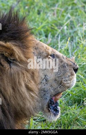 face of fly-infested lion, Masai Mara National Park, Kenya Stock Photo ...