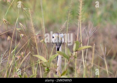 black-bellied bustard (Lissotis melanogaster), also known as the black-bellied korhaan, Masai Mara, Kenya Stock Photo