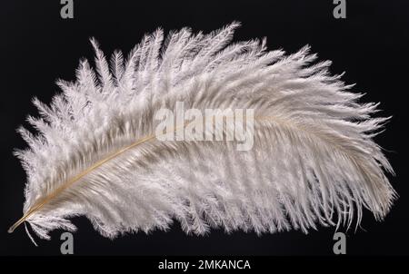 White ostrich feather in the background light on a black background Stock Photo