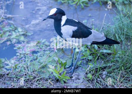 The blacksmith lapwing or blacksmith plover (Vanellus armatus), Amboseli National Park, Kenya Stock Photo