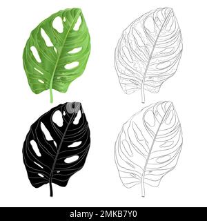 Sheet of Monstera deliciosa  tropical plant  natural silhouette and contour isolated on a white background watercolor botanical background vintage vec Stock Vector