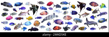 Collage of different tropical fishes on white background Stock Photo