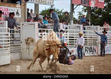 Homestead, FL, USA. 28th January 2023. 74th Annual Homestead Championship Rodeo, presented by Downrite Engineering and Spitzer Chrysler Dodge Jeep Ram of Homestead. Barrel Racing, Bull Riding, Tie Down Roping, Team Roping, Saddle Bronc Riding, Bareback Bronc Riding, Steer Wrestling, John Harrison Specialty Act, Homestead Everglades Posse Specialty Act. PRCA. Credit: Yaroslav Sabitov/YES Market Media/Alamy Live News Stock Photo