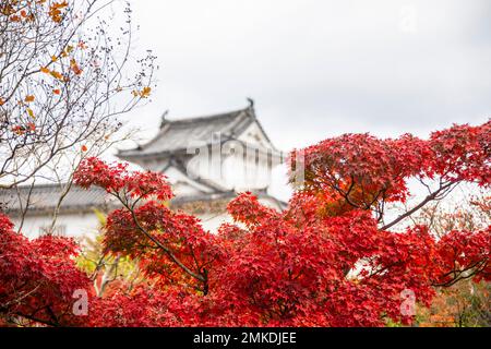 The closeup image of maple leave. The bekoh background is The bokeh background is Himeji Castle, a hilltop Japanese castle complex. Stock Photo