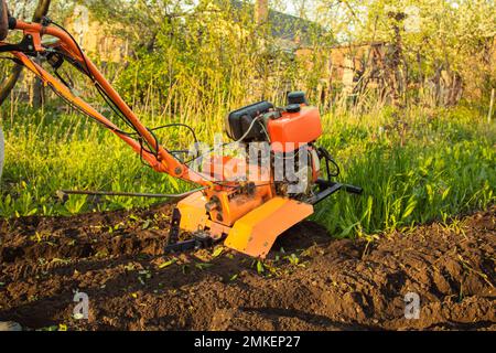 a small agricultural tractor plows the ground, the work of a walk-behind tractor. land treatment for planting Stock Photo