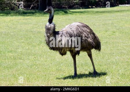 The australian emu  is covered in primitive feathers that are dusky brown to grey-brown with black tips. The Emu's neck is bluish black and mostly fre Stock Photo