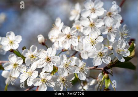 Spring Blooming. Blossoming tree against blue sky. Spring flowers. Beautiful Orchard. Abstract blurred background. Apple orchard, blooming cherry tree Stock Photo