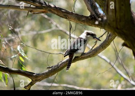 the laughing kookaburra is perched high in a tree Stock Photo