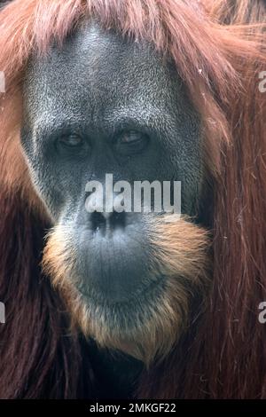 Monkey with 2024 red wig