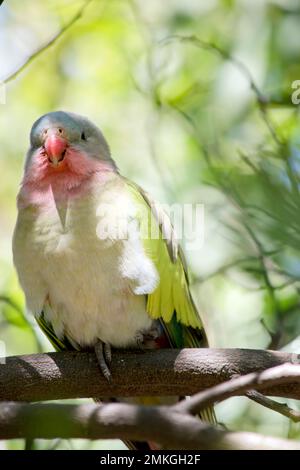 the princess parrot is a colorful bird. It has a light blue head