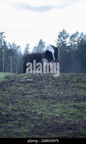 A lovely pair of cows Stock Photo