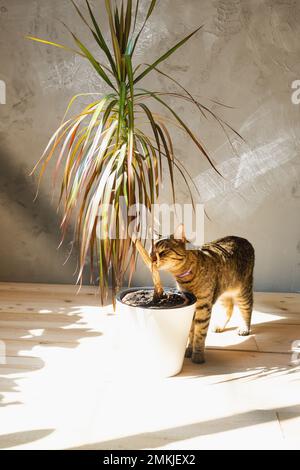 The cat sniffs and nibbles the house plant dracaena in the interior. Damage  to a potted plant by a pet, danger of poisoning by poison for a pet Stock  Photo - Alamy