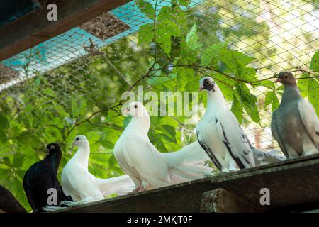 The pigeons in his loft. Protection of domestic pigeons from birds of prey Stock Photo