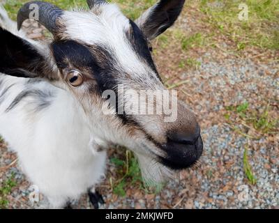 Portrait of a goat on a farm in the village. Beautiful goat looks at the camera Stock Photo