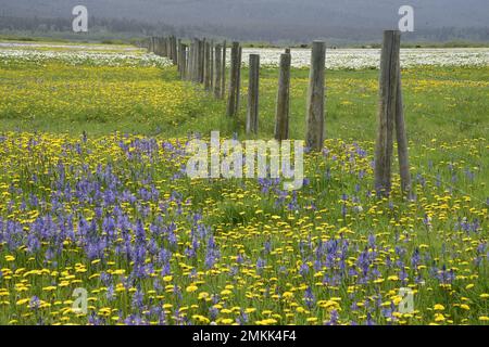 Masses of wildflowers add a special beauty to Henrys Lake Flat, Island Park, Idaho, USA Stock Photo