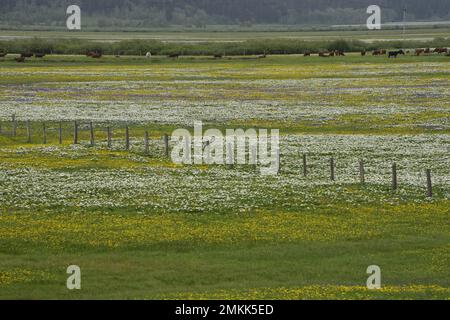 Masses of wildflowers add a special beauty to Henrys Lake Flat, Island Park, Idaho, USA Stock Photo