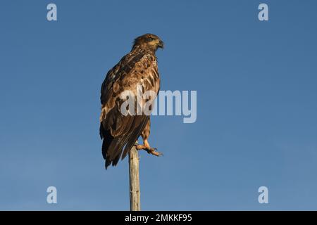 A juvenile, first year, bald eagle rests on a tree tip at Big Springs, Henry's Fork, Snake River, Island Park, Fremont County, Idaho, USA Stock Photo