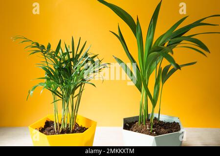 Palm hamedorea bamboo in a pot - house plants close-up. Hovea tropical plant, care and cultivation Stock Photo