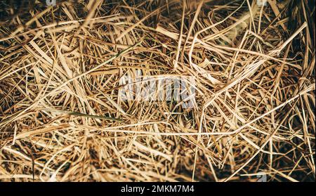 Hay close up bale background wallpaper macro stack beige tangled straw yellow gold Stock Photo