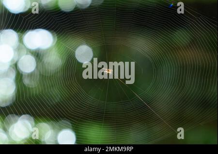 A web in a dark forest, a small inconspicuous spider on a web spun by it spits on its prey, bokeh in the background. Stock Photo