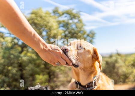 Labrador eating from his owner's hand in the mountain Stock Photo