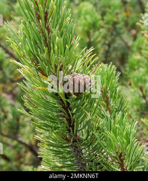 Detail of cones, leaves and branches of Dwarf Mountain pine, Pinus mugo. Photo taken in Bavarian Alps, Berchtesgadener Land district of Bavaria in Ger Stock Photo