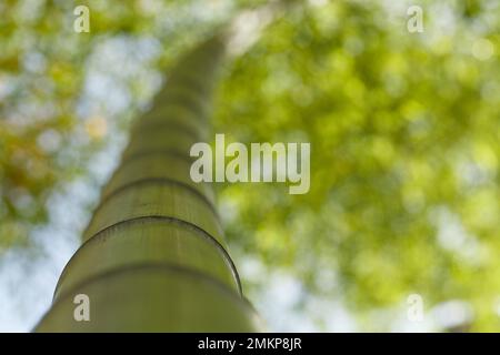 Green bamboo in the forest on green blurred nature background. Stock Photo