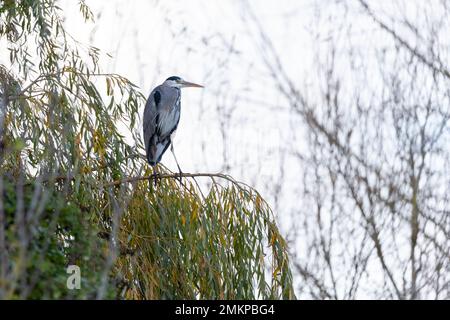 Grey Heron [ Ardea cinerea ] perched high in a willow tree Stock Photo