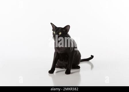 Curious Black Oriental Shorthair Cat. Studio Photo Shoot. Isolated on White Background Stock Photo