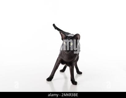 Curious Black Oriental Shorthair Cat. Studio Photo Shoot. Isolated on White Background Stock Photo
