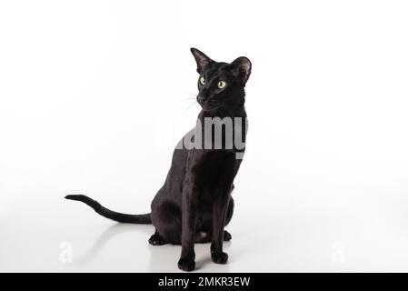 Curious Black Oriental Shorthair Cat. Studio Photo Shoot. Isolated on White Background Stock Photo