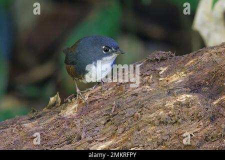 White-breasted Tapaculo, Trilha dos Tucanos, SP, Brazil, August 2022 Stock Photo