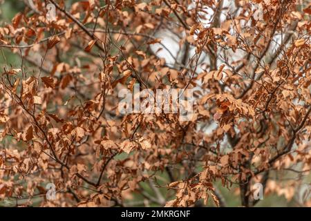 autumnal beech tree leaves Stock Photo