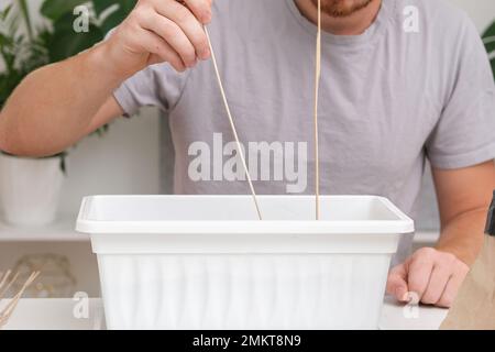 A man inserts wooden sticks for a pea trellis in the ground, soil. Preparation of seedlings in the balcony box. Growing microgreens, sweet peas at home in an apartment. Stock Photo