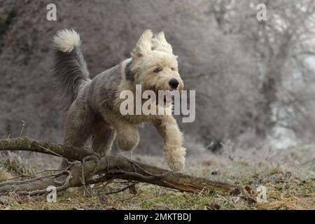 Old English Sheepdog jumping Stock Photo