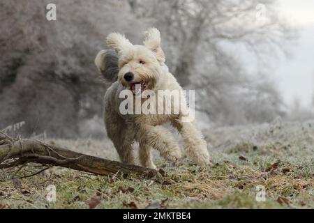 Old English Sheepdog Stock Photo