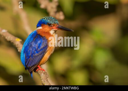 Malagasy Kingfisher - Corythornis vintsioides, beautiful colored kinfisher endemic in Madagascar fresh waters. Stock Photo