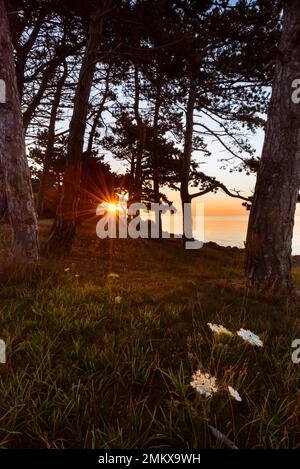 The sunrise shines through the pine grove on the shore of the Kattegat on the Helganaes peninsula, Djursland, Jutland, Denmark Stock Photo