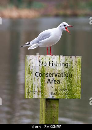 Mediterranean Gull, (Larus melanocephalus), in winter plumage and standing on a No Fishing sign Stock Photo