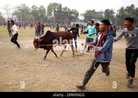 Nawabgonj, Dhaka, Bangladesh. 29th Jan, 2023. Local people participate in a cow chasing game in Nawabganj of Dhaka. Cow chasing is a traditional sport in many villages of Bangladesh. Here many people tie a large rope around the bull's neck and keep it together and excite the bull by sticks, red cloth and bursting crackers. People on both sides chased the cow shouting. In the middle of the field, the people let go of the rope and started running after the cow. . Credit: ZUMA Press, Inc./Alamy Live News Stock Photo