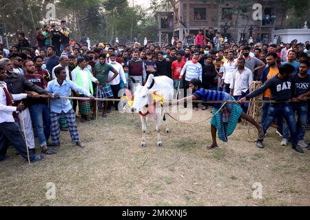 Nawabgonj, Dhaka, Bangladesh. 29th Jan, 2023. Local people participate in a cow chasing game in Nawabganj of Dhaka. Cow chasing is a traditional sport in many villages of Bangladesh. Here many people tie a large rope around the bull's neck and keep it together and excite the bull by sticks, red cloth and bursting crackers. People on both sides chased the cow shouting. In the middle of the field, the people let go of the rope and started running after the cow. . Credit: ZUMA Press, Inc./Alamy Live News Stock Photo