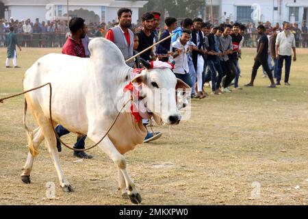 Nawabgonj, Dhaka, Bangladesh. 29th Jan, 2023. Local people participate in a cow chasing game in Nawabganj of Dhaka. Cow chasing is a traditional sport in many villages of Bangladesh. Here many people tie a large rope around the bull's neck and keep it together and excite the bull by sticks, red cloth and bursting crackers. People on both sides chased the cow shouting. In the middle of the field, the people let go of the rope and started running after the cow. . Credit: ZUMA Press, Inc./Alamy Live News Stock Photo